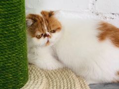 -喵屿·大理花园猫咖