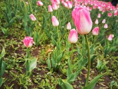 -长春公园(普阳街道)