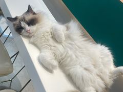 -飞行喵MR PILOT|猫舍·猫咖(静安大融城店)