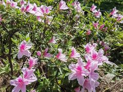 -玄武湖景区-情侣园游乐场