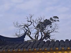 -香雪海