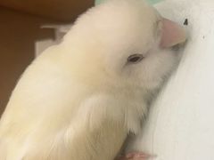 -立德异宠动物医院.兔鸟爬.内窥镜(天河店)