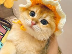 -lincat·猫舍(广州店)