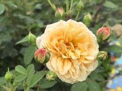 -都江堰玫瑰花溪谷