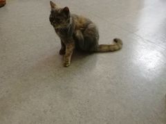 -豆老板的猫咖啡(碑林博物馆店)