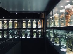 -广东中医药博物馆