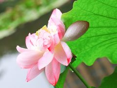 -陈家山荷花公园