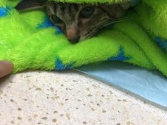 -艾贝尔宠物诊疗