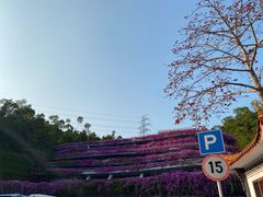 -深圳仙湖植物园
