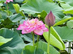 -广州莲花山旅游区
