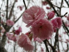 -天适樱花悠乐园