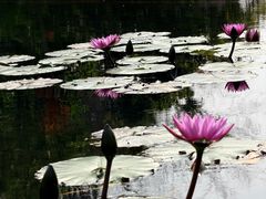 -云溪植物园