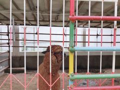 -南宫五洲植物乐园