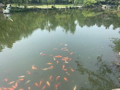 -西湖外事游船(花港观鱼码头)