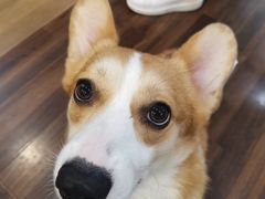 -柯斗斗主题餐厅·狗咖·围炉煮茶·茶饮(国瑞升平里店)