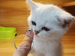 -猫十亿·布偶金渐层·曼基康矮脚猫舍(青年路店)