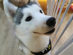 -Husky Go! 哈士奇体验馆·宠物咖啡厅狗咖