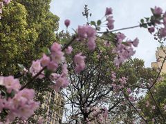 -高东镇樱花园