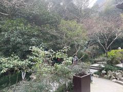 -十八棵（老龙井）御茶园(老龙井店)