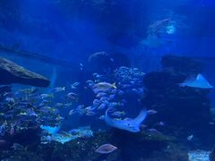 -海合安武汉极地海洋公园