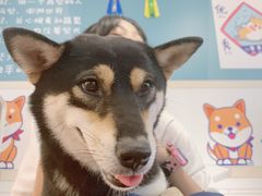 -柴犬高等学院·狗咖·柴犬售卖·宠物训练