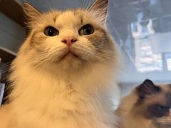 -MOYOYO猫咪咖啡店