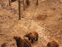 -安徽大青山野生动物世界