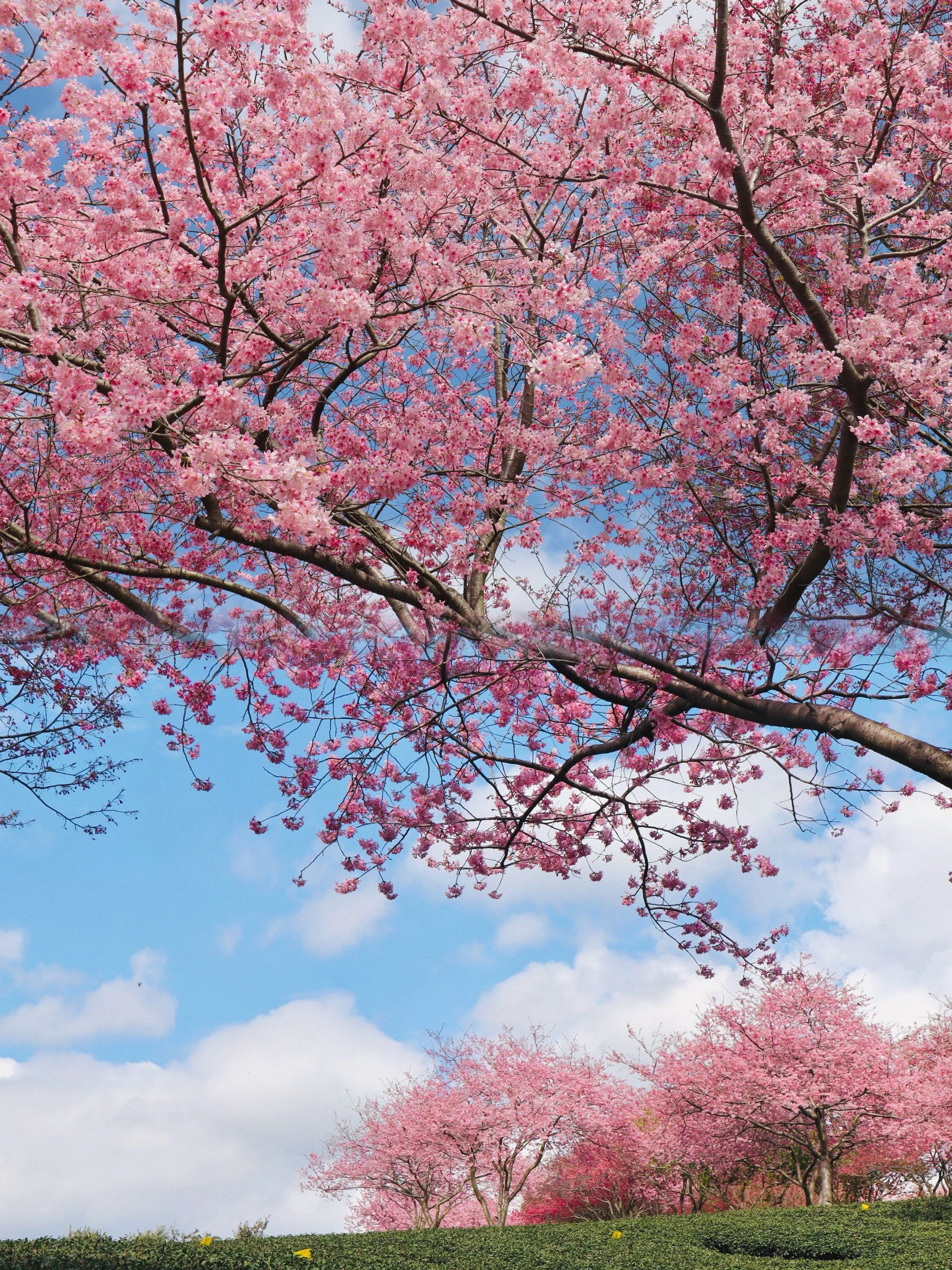 有白樱,红樱,粉樱,有各种桃花和茶花