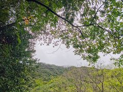 -天目山大树王景区