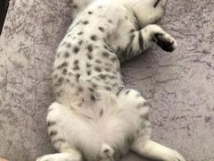 -纳吉亚猫专科动物医院·北北分院