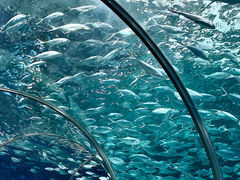 -上海海洋水族馆