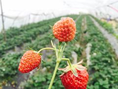 iphone_upload_pic-青浦采草莓天天草莓园