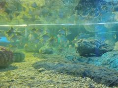 -北戴河圣蓝海洋公园