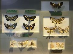 -上海昆虫博物馆