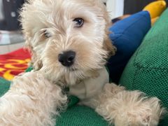 -帕帕拉兹宠物(亚洲旗舰店)