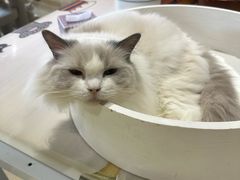 -藏猫猫咖啡主题馆(中央大道店)