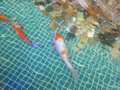 -水晶之星洗浴温泉汗蒸