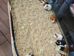 -正佳雨林生态植物园