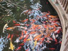 -南宫五洲植物乐园