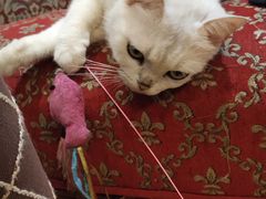 -万小咖.猫咖(中山路天虹店)