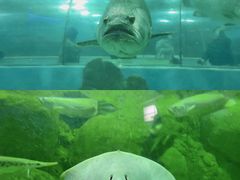 -苏州海洋馆