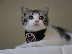 -lincat·猫舍(广州店)