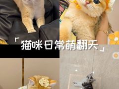 -lincat·猫舍(广州店)