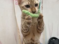 -猫小院猫主题咖啡厅(北锣店)