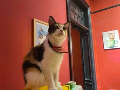 -猫色咖啡·猫咖