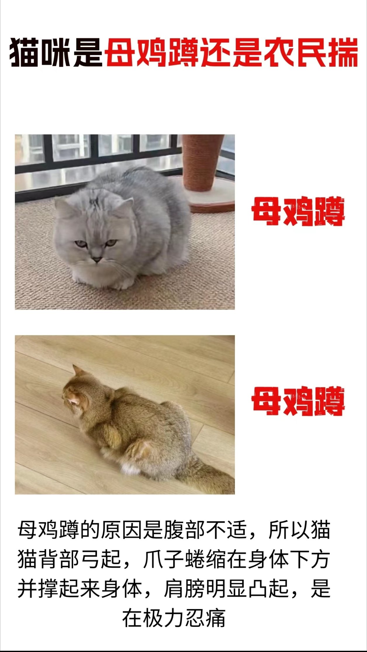 猫咪母鸡蹲和农民揣图片