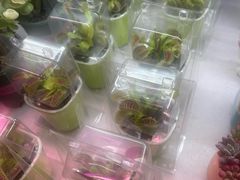 -花鸟鱼虫鲜花绿植市场(玉泉路店)