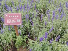 -广西壮族自治区药用植物园