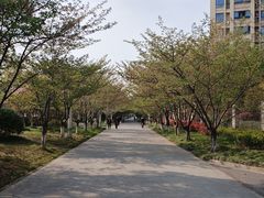 -高东镇樱花园