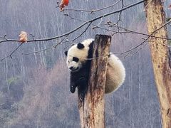 -卧龙中华大熊猫苑神树坪基地